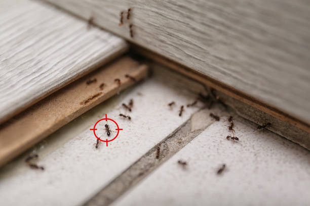 Best Affordable Pest Control Services  in Ocean Gate, NJ